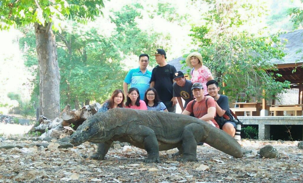 Komodo dragon